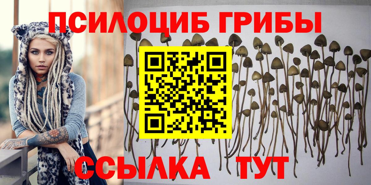 Псилоцибиновые грибы Psilocybe Будённовск